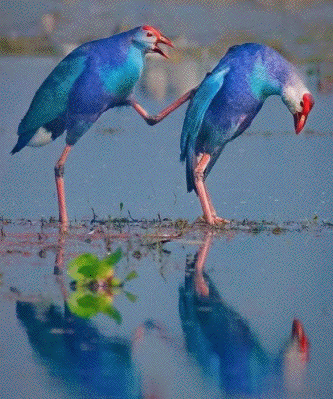 Bird communication.