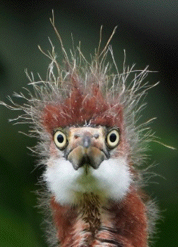 Bird