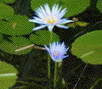 Lily Plant
