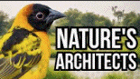 Nature's
                                          architects